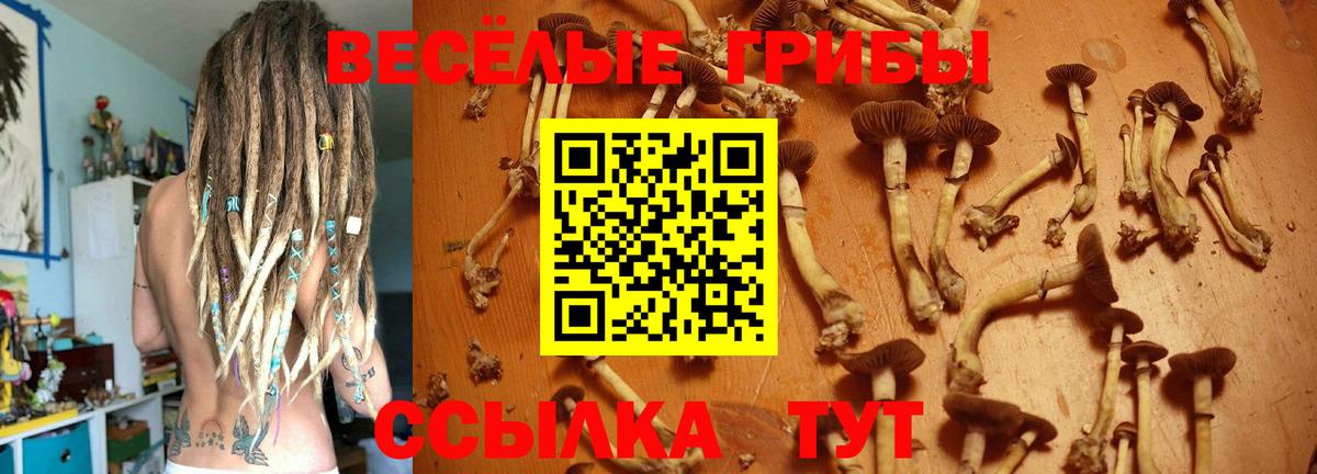 Псилоцибиновые грибы Psilocybe Карталы